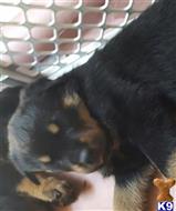 rottweiler puppy posted by alina39