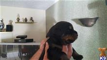 rottweiler puppy posted by alina39