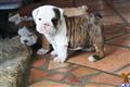 English Bulldog