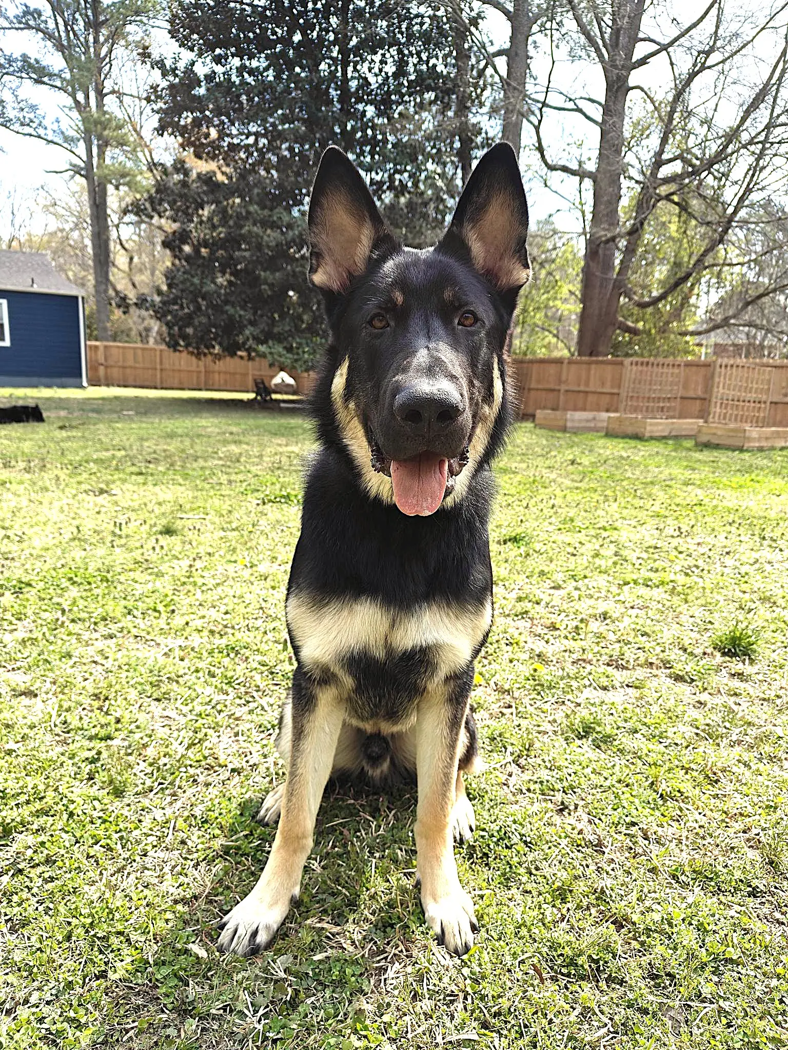 German Shepherd stud dog: Black and tan German Shepherd sitting in a grassy yard