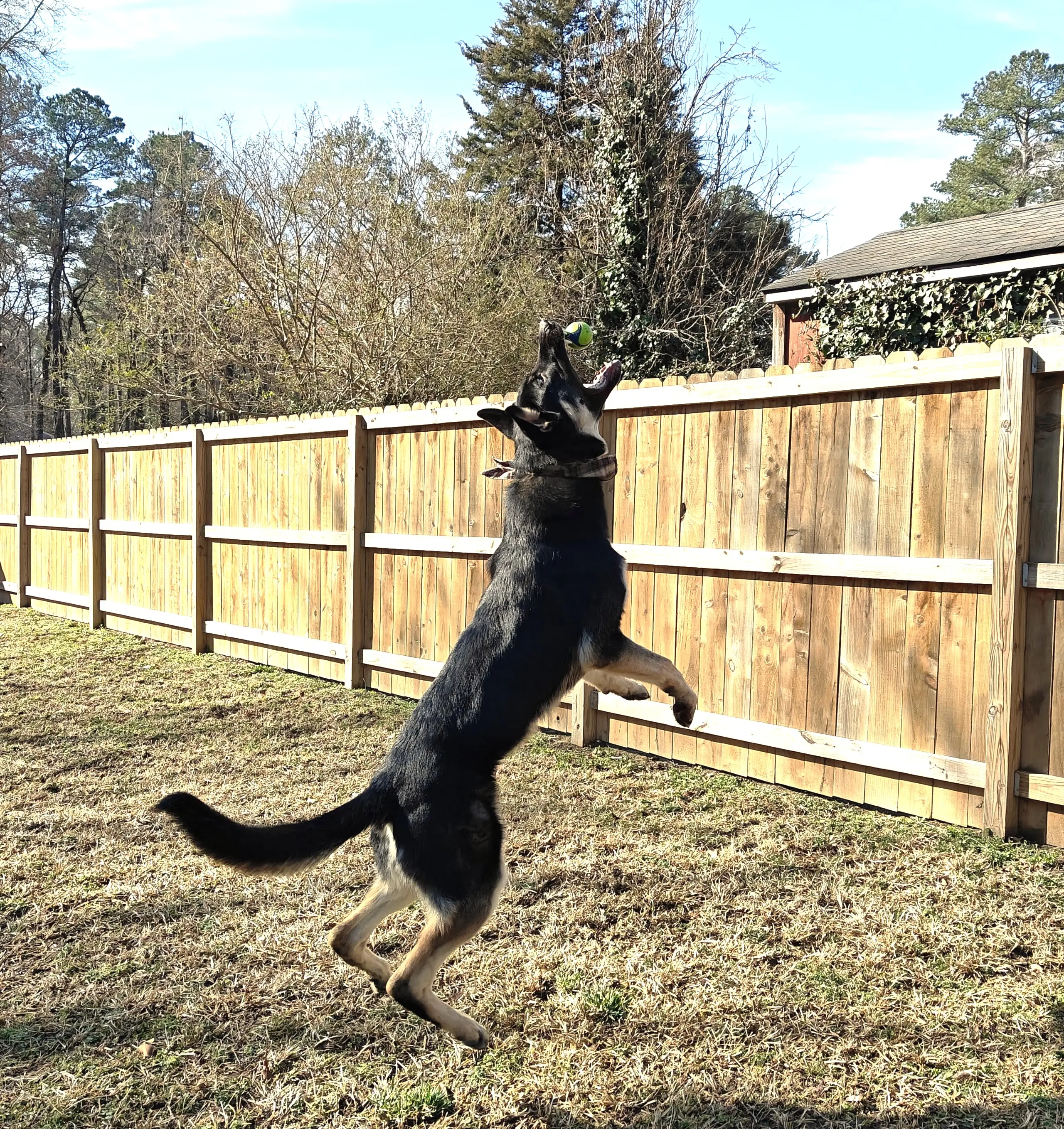 German Shepherd stud dog: Black and tan German Shepherd jumping in a grassy yard