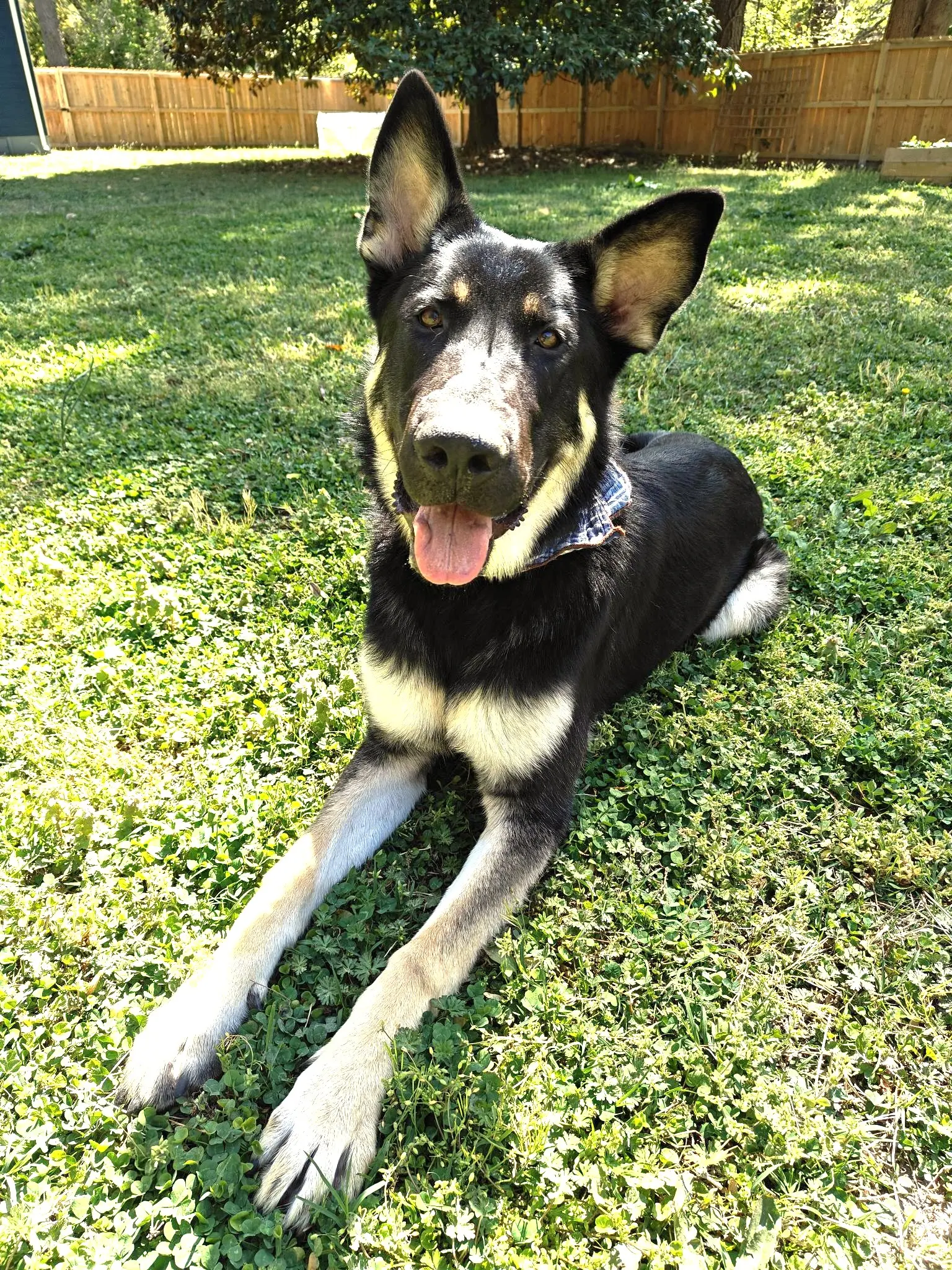 German Shepherd stud dog: Black and tan German Shepherd lying on green grass