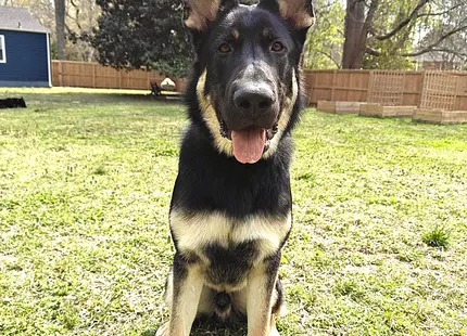 German Shepherd stud dog: Black and tan German Shepherd sitting in a grassy yard