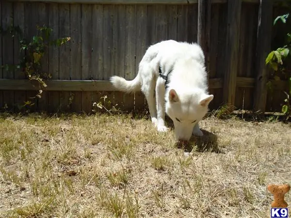 Siberian Husky stud dog