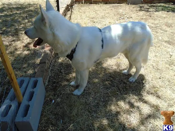 Siberian Husky stud dog