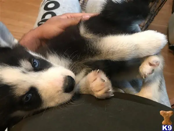 Siberian Husky puppy for sale