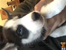 siberian husky puppy posted by alkademali
