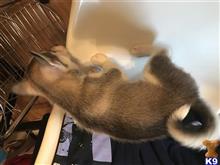 siberian husky puppy posted by alkademali