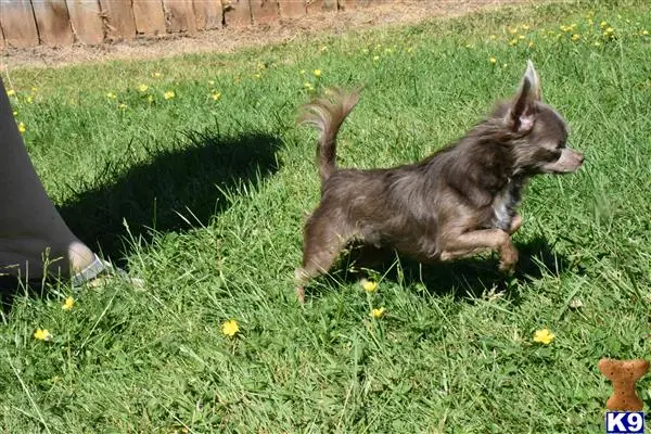 Chihuahua stud dog