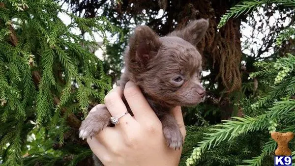 Chihuahua stud dog