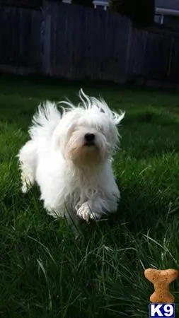 Maltese stud dog