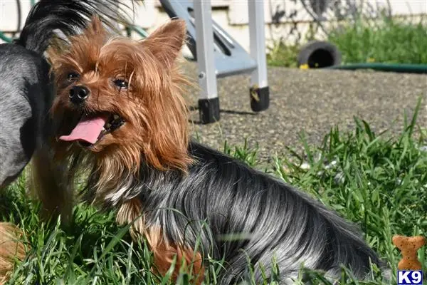 Yorkshire Terrier