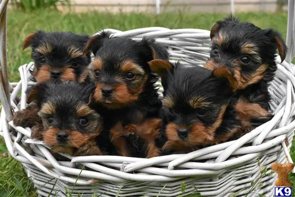 Yorkshire Terrier stud dog