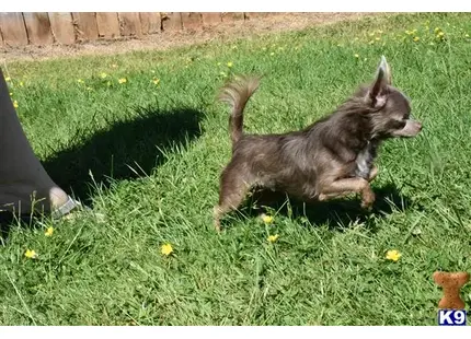 Chihuahua