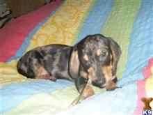 dachshund puppy posted by allariver