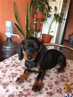 dachshund puppy posted by allariver