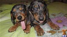 dachshund puppy posted by allariver