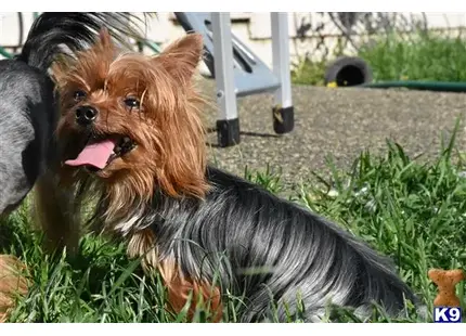 Yorkshire Terrier