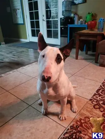 Bull Terrier stud dog