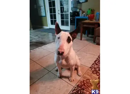 Bull Terrier