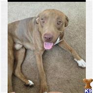King available American Pit Bull puppy located in MONTCLAIR