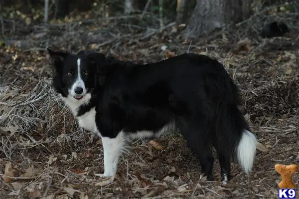 Border Collie female dog: Black and white Border Collie standing in a wooded area