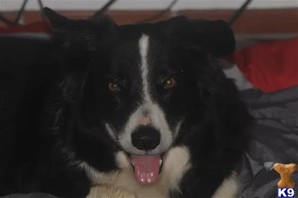 Border Collie female dog: Black and white Border Collie lying on a bed