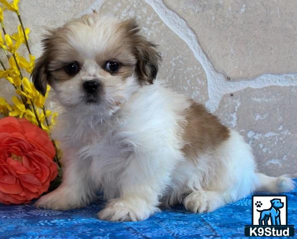a small shih tzu puppy sitting on a blue surface