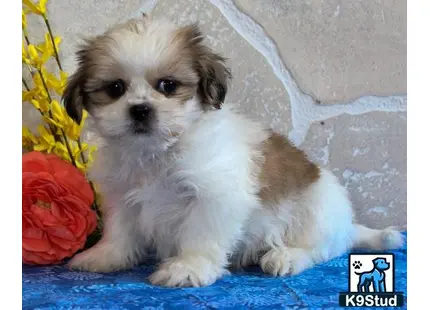 a small shih tzu puppy sitting on a blue surface