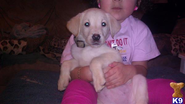 labrador retriever puppy posted by alleykat999