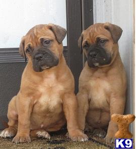 bullmastiff puppy posted by allicat2115