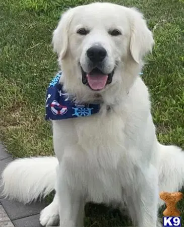 Golden Retriever stud dog