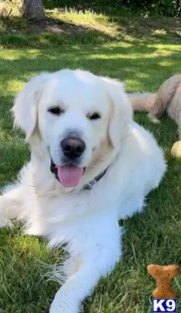 Golden Retriever stud dog