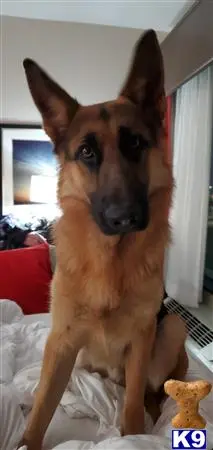 German Shepherd stud dog