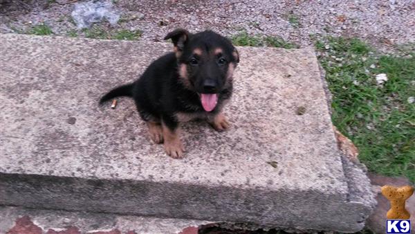 german shepherd puppies for sale in alabama german shepherd puppies for sale in alabama german shepherd puppies for sale in alabama german shepherd puppies for sale in alabama
