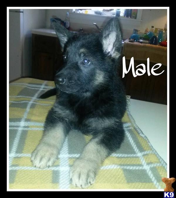german shepherd puppies for sale in alabama german shepherd puppies for sale in alabama german shepherd puppies for sale in alabama german shepherd puppies for sale in alabama