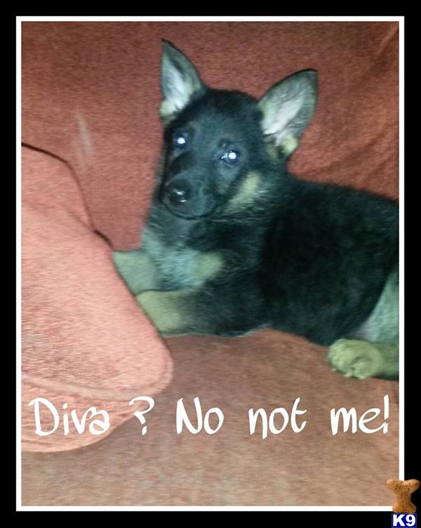 german shepherd puppy posted by alliespups