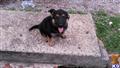 german shepherd puppy posted by alliespups