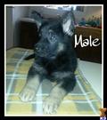 german shepherd puppy posted by alliespups