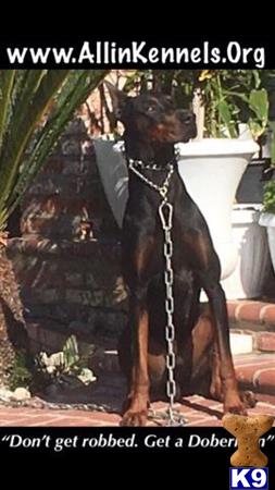 a doberman pinscher dog wearing a chain