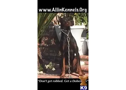 Doberman Pinscher