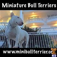 miniature bull terrier puppy posted by allink818