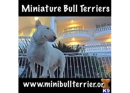 Miniature Bull Terrier