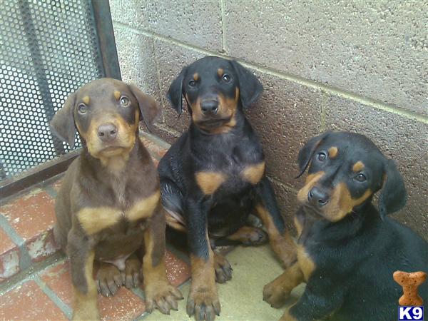 Doberman Pinscher