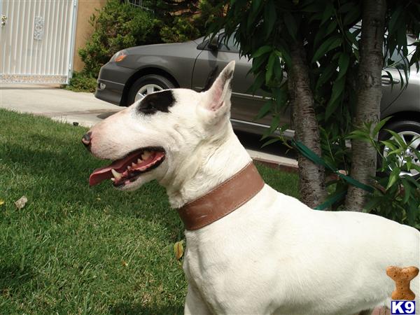 Bull Terrier stud dog