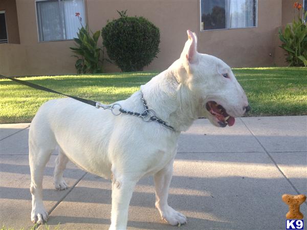 Bull Terrier