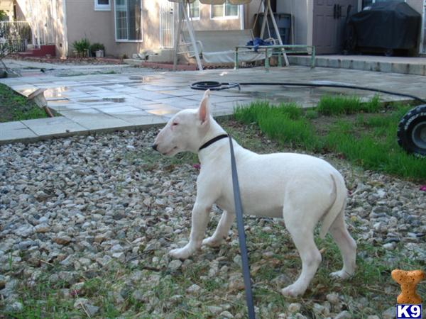 Bull Terrier stud dog