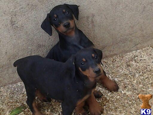 Doberman Pinscher