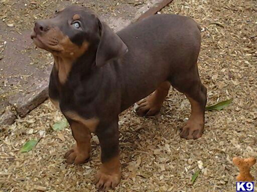 Doberman Pinscher