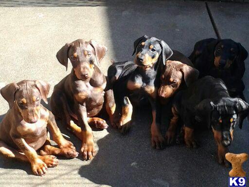 Doberman Pinscher